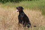 DOBERMANN 1197